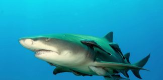 Rechinul galben (Negaprion brevirostris) are dinții ascuțiți și o mușcătură puternică