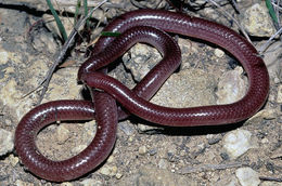 Sarpele-filament de Texas (Leptotyphlops dulcis)