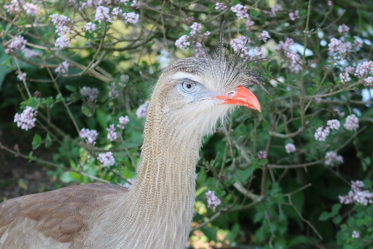 Seriema (Cariama cristata), o pasăre care prinde șerpi din America de Sud