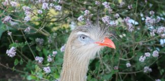 Seriema (Cariama cristata), o pasăre care prinde șerpi din America de Sud