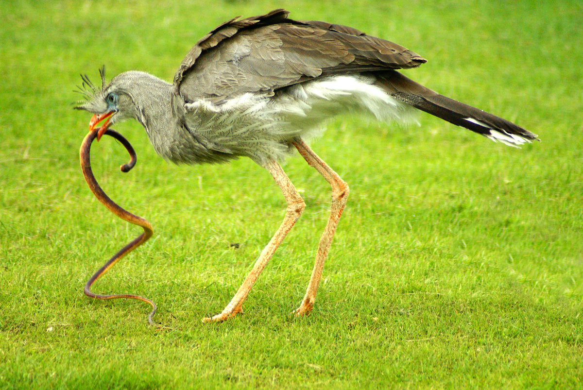 Seriema (Cariama cristata)