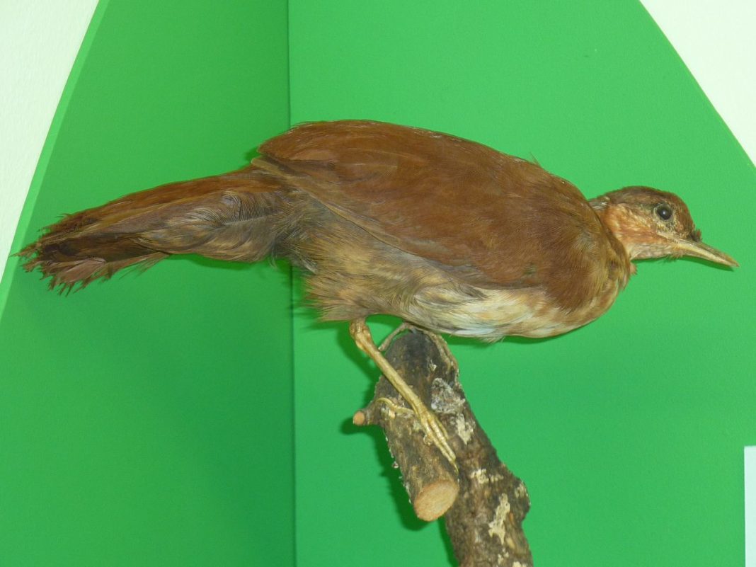 Specii de pasari - Mesita cu pieptul alb (Mesitornis variegata) din Madagascar