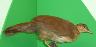 Specii de pasari - Mesita cu pieptul alb (Mesitornis variegata) din Madagascar