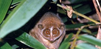 Specii de prosimieni - Lorisul zvelt (Loris tardigradus), o maimuță mică ce doarme în scorburile din copaci