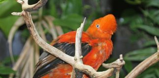 Specii de păsări cotinga au un aspect interesant