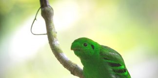 Specii de păsări numite ciocuri late ce au corpul grăsuț