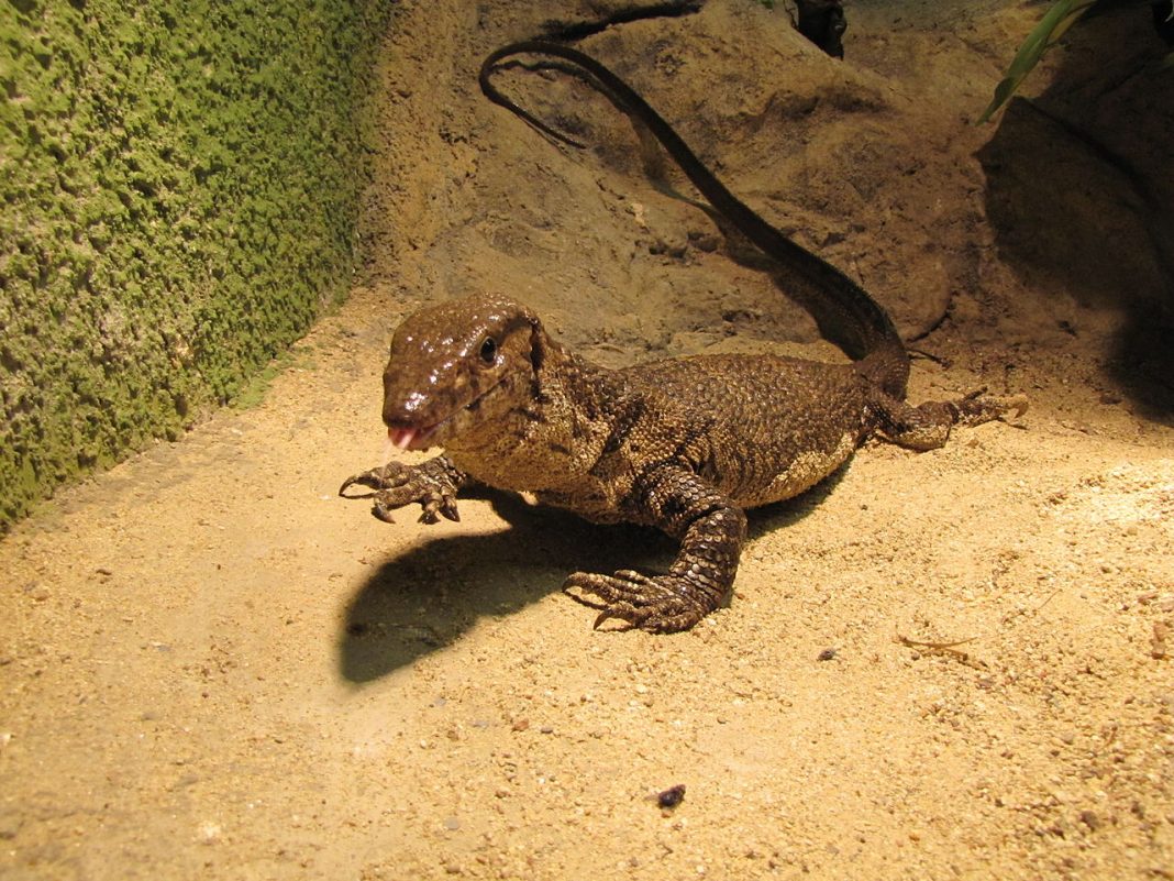 Specii de șopârle din Asia – Monitorul lui Dumeril (Varanus dumerilii) Specii de șopârle din Asia – Monitorul lui Dumeril (Varanus dumerilii)