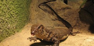 Specii de șopârle din Asia – Monitorul lui Dumeril (Varanus dumerilii)