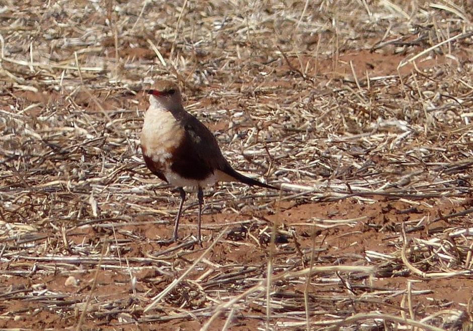 Stiltia isabella, Foto: vebidoo.com