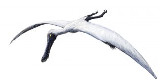 Top 10 dinozauri cu aripi, vezi cum au trăit