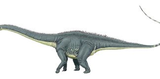 Top 10 dinozauri erbivori care au trăit în era Mezozoică