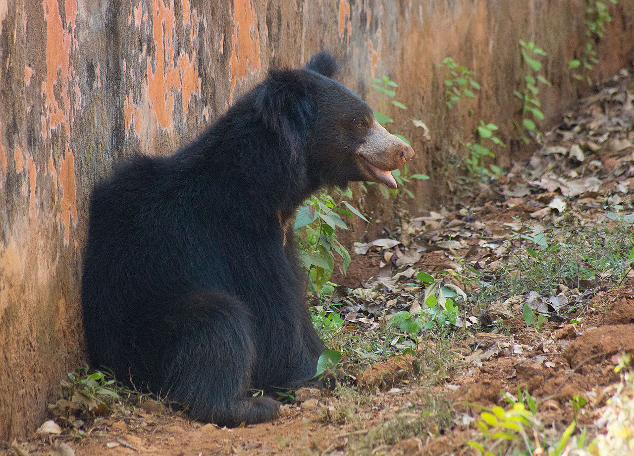 Ursul leneș (Melursus ursinus) trăiește în Asia de Sud