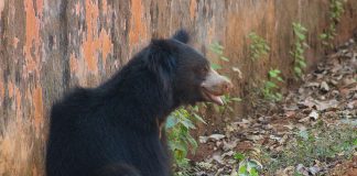 Ursul leneș (Melursus ursinus) trăiește în Asia de Sud