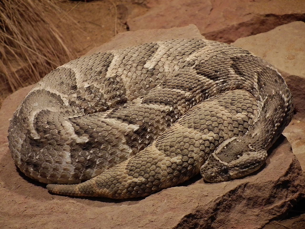 Vipera sud-africană (Bitis arietans), o viperă care șuieră