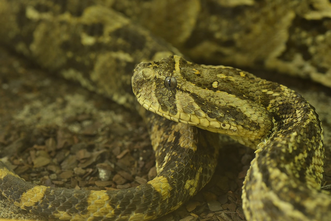 Vipera sud-africană