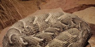 Vipera sud-africană (Bitis arietans), o viperă care șuieră