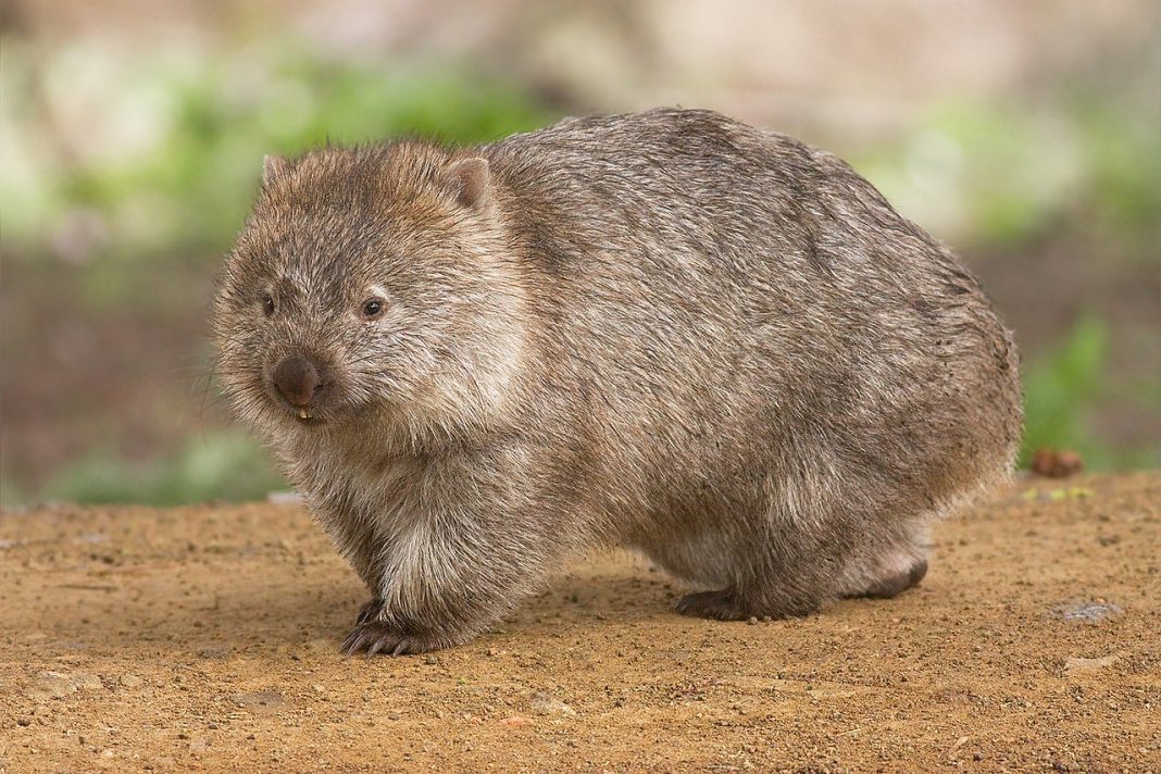 Wombatul comun (Vombatus ursinus), un mamifer marsupial ce trăiește în pădurile dese din Australia Wombatul comun (Vombatus ursinus), un mamifer marsupial ce trăiește în pădurile dese din Australia