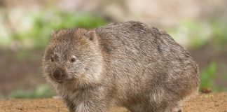 Wombatul comun (Vombatus ursinus), un mamifer marsupial ce trăiește în pădurile dese din Australia