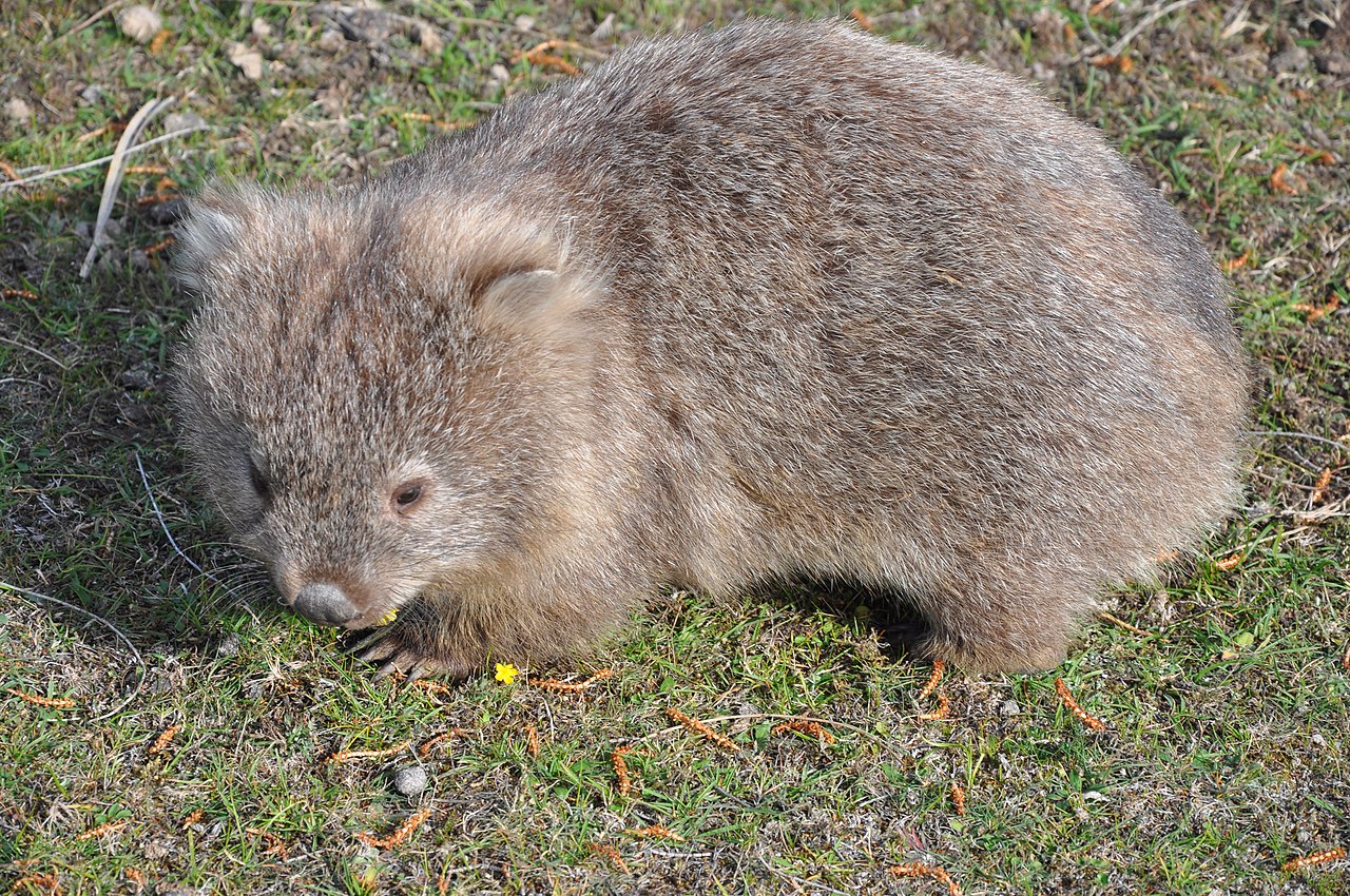 Wombatul comun