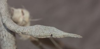 Șarpele cu nasul-frunză din Madagascar (Langaha madagascariensis), o specie endemică din Insula Madagascar