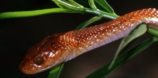 Șarpele-tigru african (Telescopus semiannulatus), o specie comună în Africa