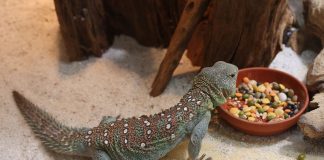 Șopârla cu coadă spinoasă (Uromastyx acanthinura), o specie terestră