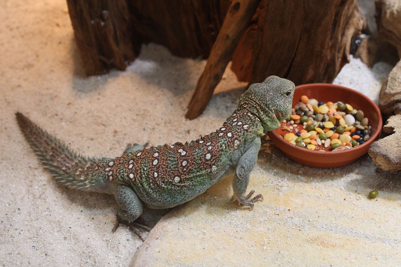 Șopârla cu coadă spinoasă (Uromastyx acanthinura), o specie terestră