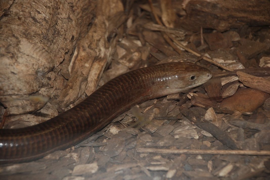 Șopârla de sticlă europeană (Ophisaurus apodus), cea mai mare specie din familia Anguidae Șopârla de sticlă europeană (Ophisaurus apodus), cea mai mare specie din familia Anguidae