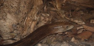 Șopârla de sticlă europeană (Ophisaurus apodus), cea mai mare specie din familia Anguidae