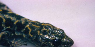 Șopârla nocturnă de granit (Xantusia henshawi) este protejată prin lege