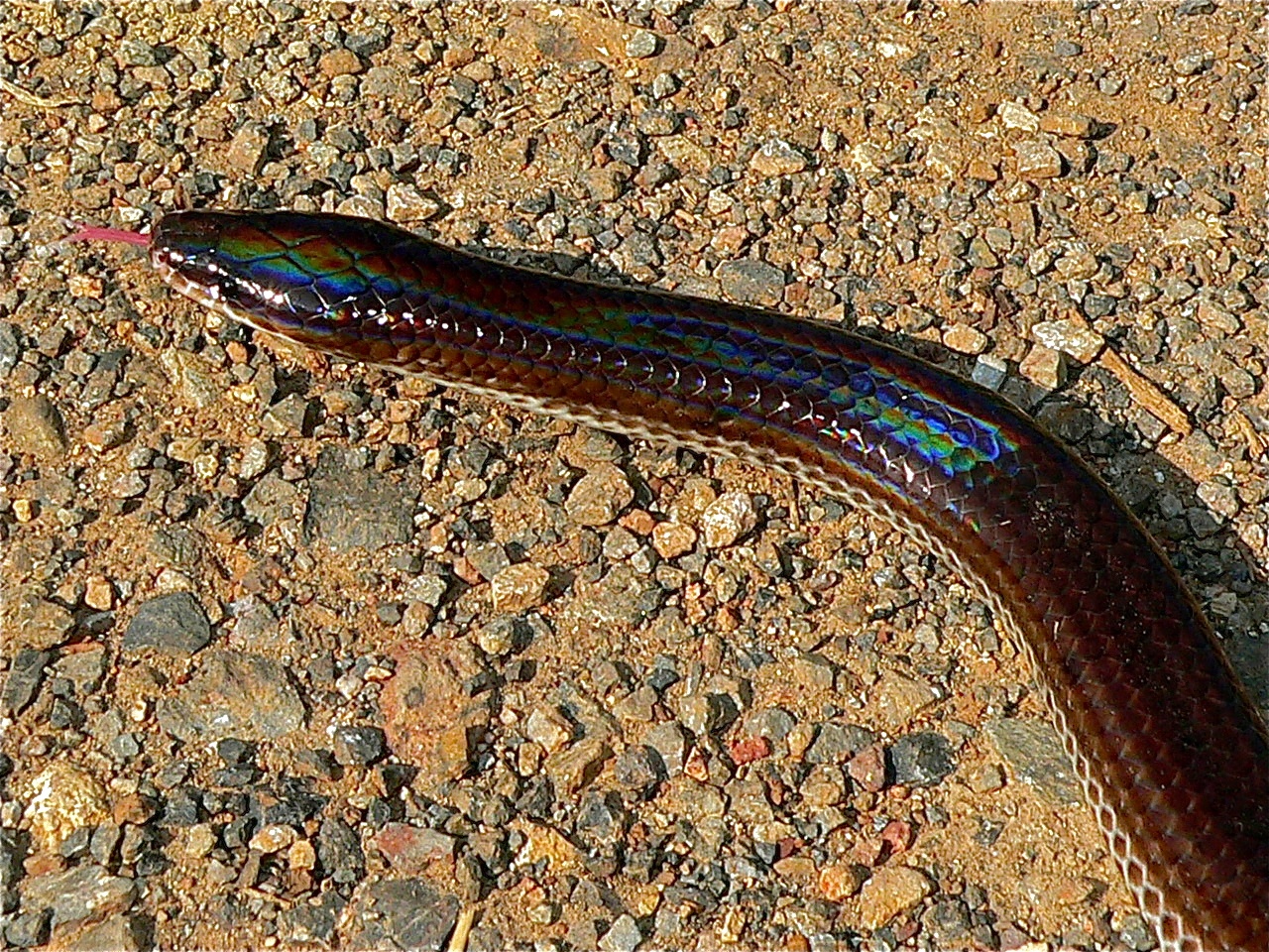 Șarpele rază-de-soare (Xenopeltis unicolor), o specie cu solzi iridescenți din Asia de Sud-Est