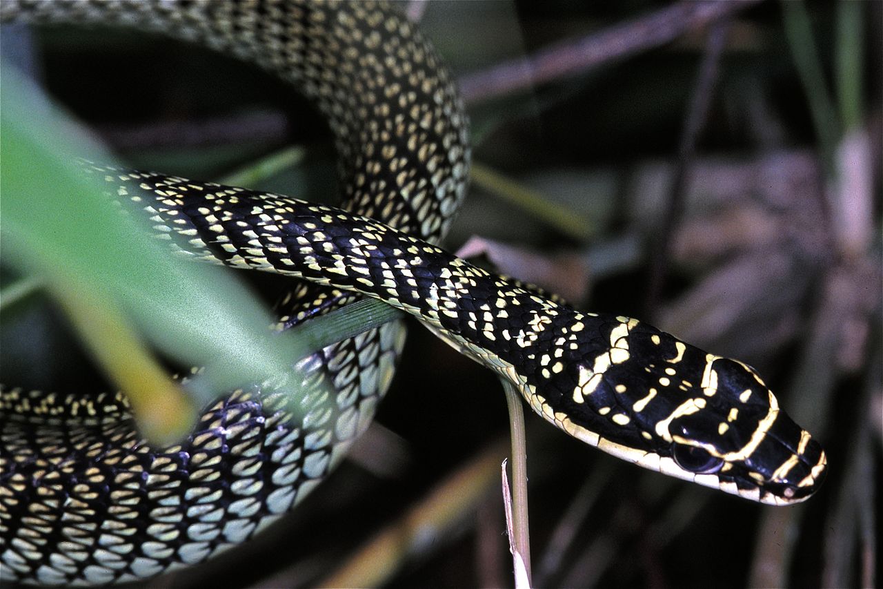 Șarpele zburător - Șarpele auriu de copac (Chrysopelea ornata)