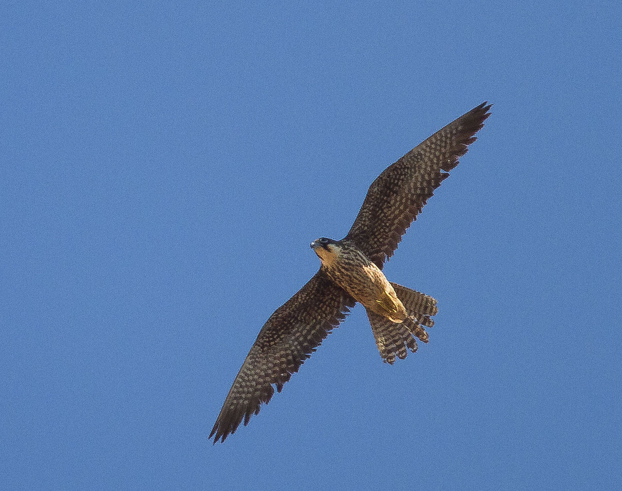 Șoimul Eleonorei (Falco eleonorae), o pasăre de pradă ce trăiește până la 16 ani