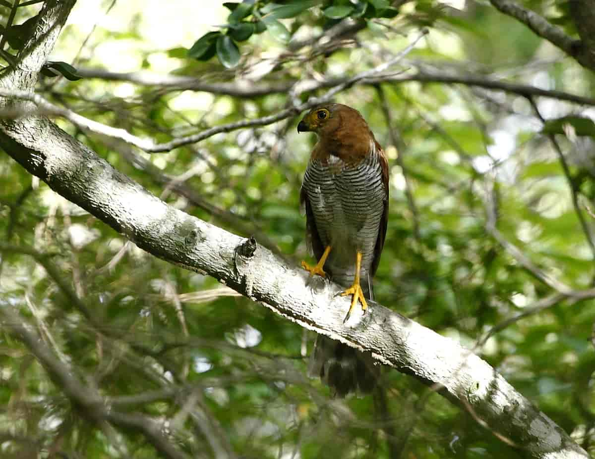 Șoimul dungat de pădure (Micrastur ruficollis) din America de Sud