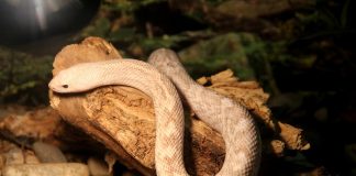 4 specii de șarpe de pin (Pituophis melanoleucus)