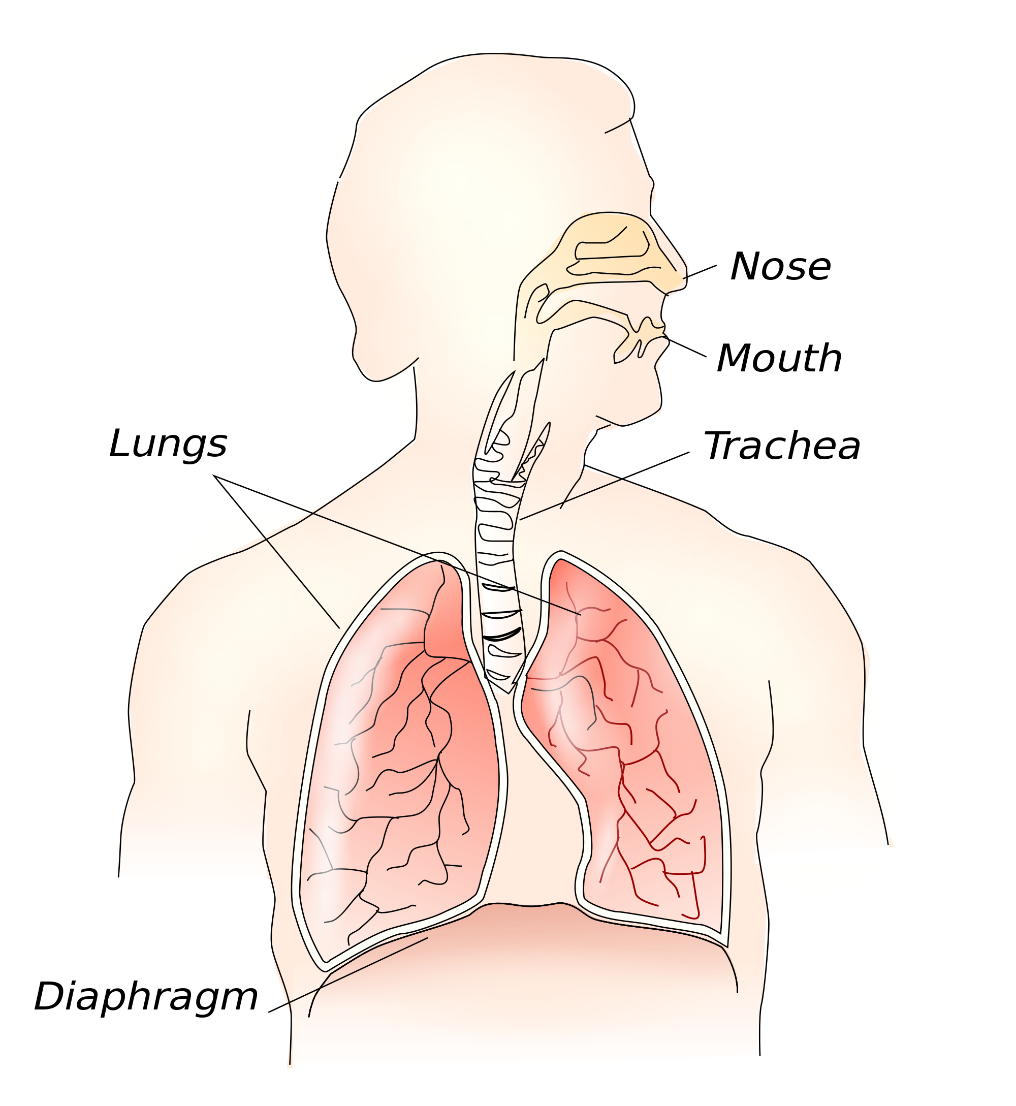 Afectiuni anatomice ale diafragmei