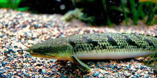 Află totul despre o specie de pești osoși primitivi, bichirul ornat (Polypterus ornatipinnis)