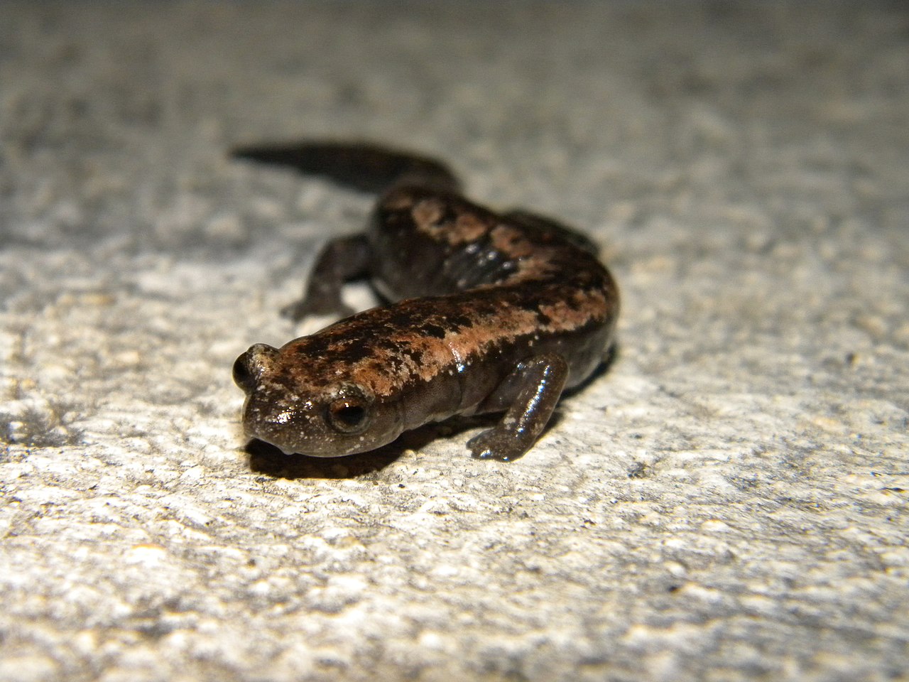 Amfibieni - Salamandra mexicană cu limba-ciupercă (Bolitoglossa mexicana)