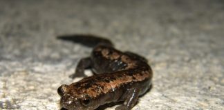 Amfibieni - Salamandra mexicană cu limba-ciupercă (Bolitoglossa mexicana)