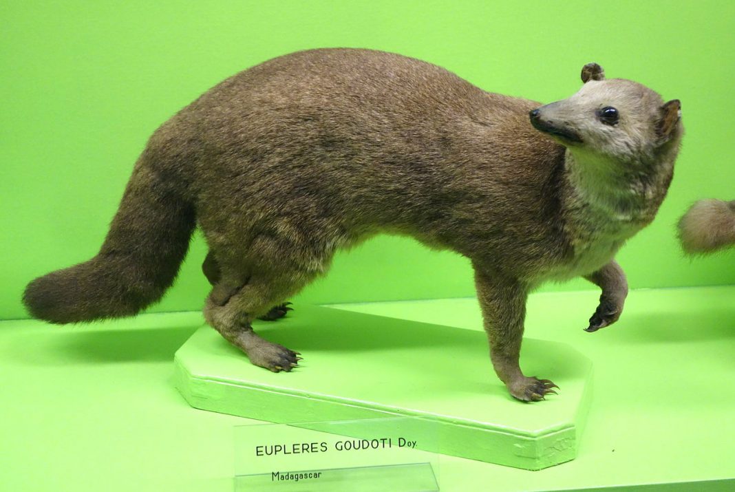 Animale carnivore din Asia - Falanucul (Eupleres goudotii)