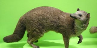 Animale carnivore din Asia - Falanucul (Eupleres goudotii)