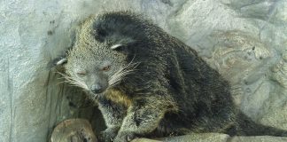 Animale carnivore din Asia de Sud - Binturongul (Arctictis binturong)