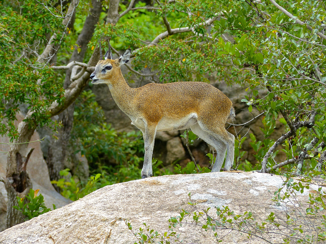 Antilopa de munte (Oreotragus oreotragus), un mamifer copitat ce preferă zonele stâncoase