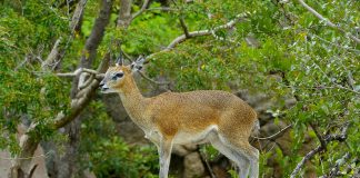 Antilopa de munte (Oreotragus oreotragus), un mamifer copitat ce preferă zonele stâncoase