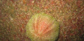 Arici de mare, află totul despre ei