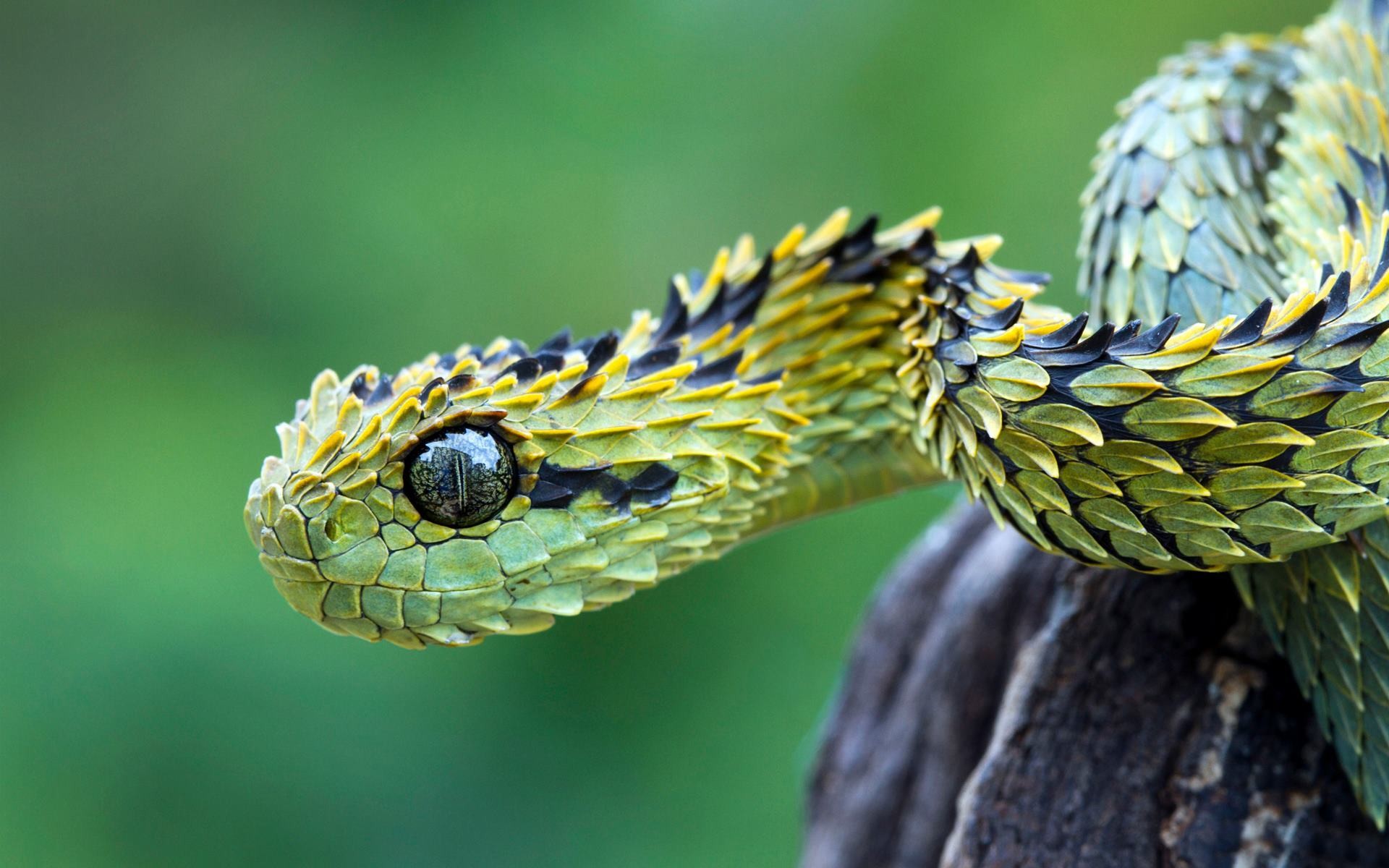 Atheris hispidis, Foto: archive.loveisover.me