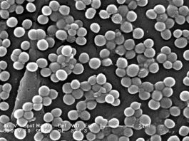 Bacteria Staphylococcus aureus