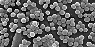 Bacteria Staphylococcus aureus