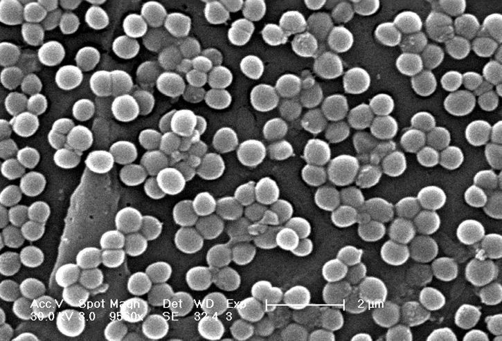 Bacteria Staphylococcus aureus
