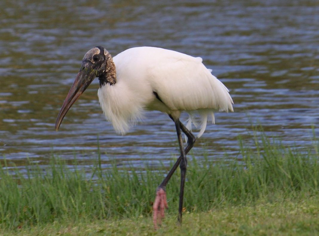 Barza de pădure (Mycteria americana), o pasăre solitară